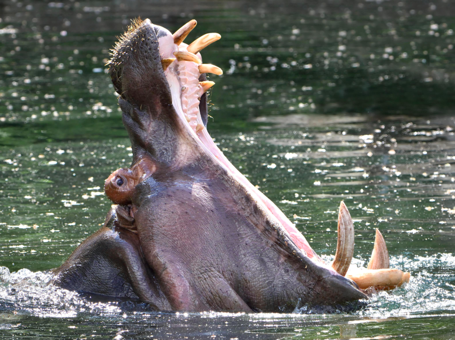 Deadliest Animals In The World Stacker Deadliest Animals In The World Stacker